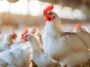 chickens in a modern poultry farm.