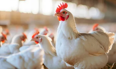 chickens in a modern poultry farm.