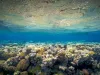 Coral Reef Underwater