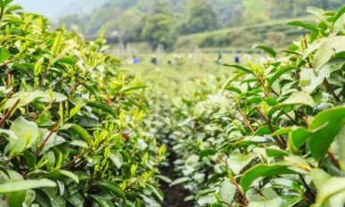First Ever Solar-Powered Tea Plantation in China to be Delivered by Trina Solar