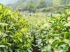 First Ever Solar-Powered Tea Plantation in China to be Delivered by Trina Solar