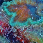 Restoring the Reefs